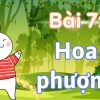 Bài 7: Hoa phượng Tiếng Việt lớp 1 tập 2 Kết nối tri thức