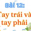 Bài 12: Tay trái và tay phải – Tiếng Việt Lớp 3 Tập 2 Kết Nối Tri Thức