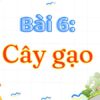 Bài 6: Cây gạo – Tiếng Việt Lớp 3 Tập 2 Kết Nối Tri Thức