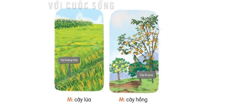 Câu 1 trang 28 SGK Tiếng Việt lớp 2 Kết nối tri thức Tập 2