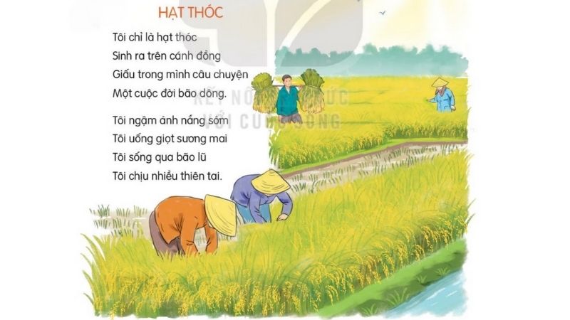 Câu 2: Đọc Bài 7: Hạt thóc trang 31 1 Tiếng Việt 2 tập 2 Kết nối tri thức