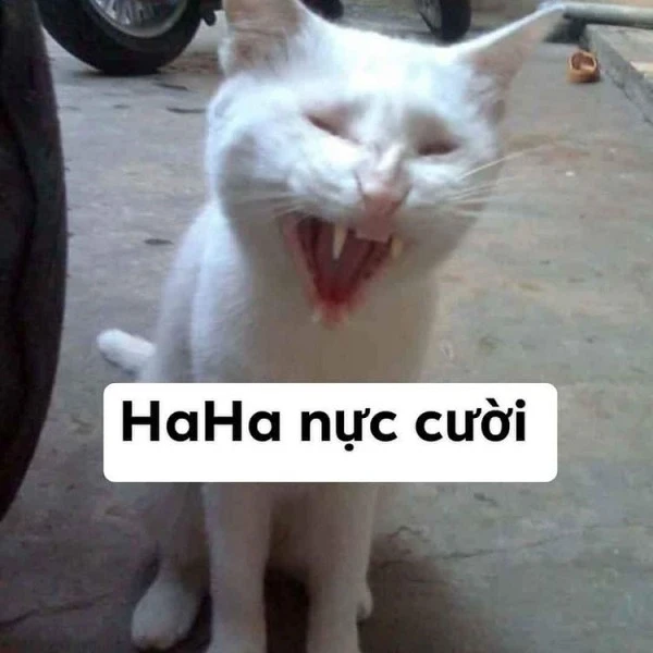 cười đểu meme cực ngầu