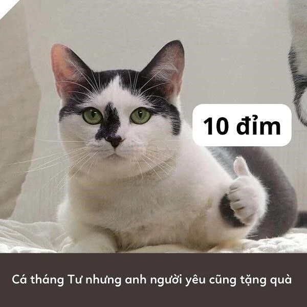 Meme 10 điểm không có nhưng siêu mặn