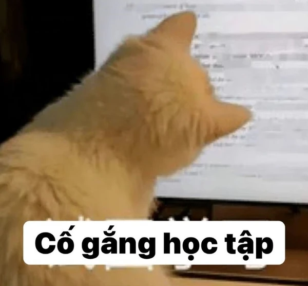 Meme học bài đi mode sát thủ