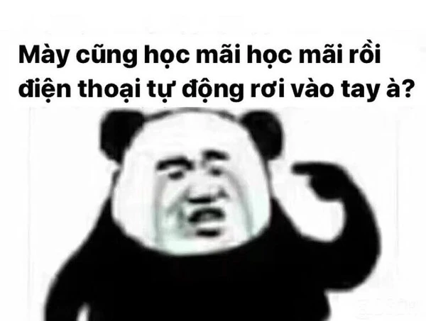 Meme học tập gánh deadline