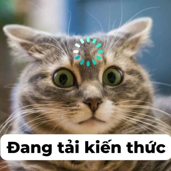 meme mèo đang tải kiến thức