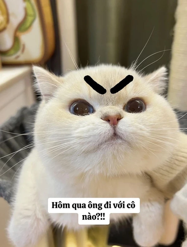 meme mèo dỗi 11