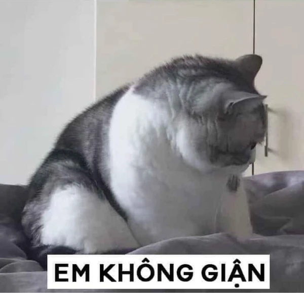 meme mèo dỗi 19