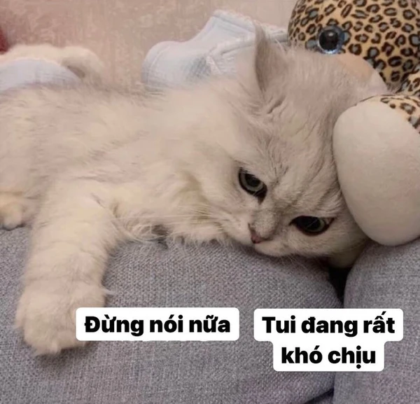 meme mèo dỗi 25