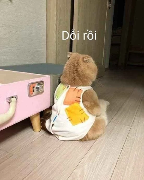 meme mèo dỗi 29