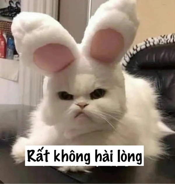 meme mèo dỗi 5