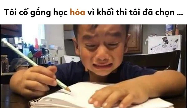 Meme mèo học bài bá đạo