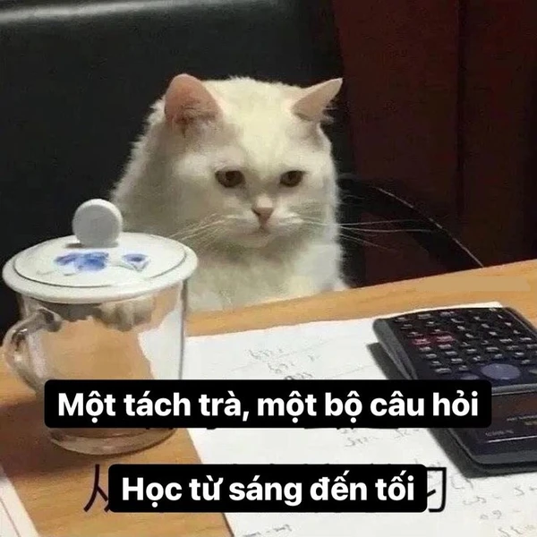 Meme mèo học bài mở sách là ngủ