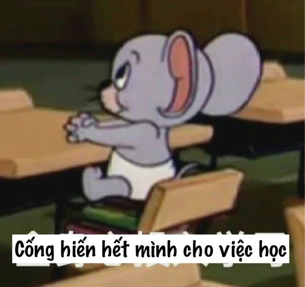 Meme mèo học bài trầm cảm