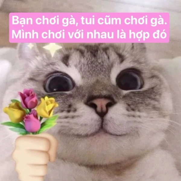 Meme mèo tặng hoa, ai cười trước