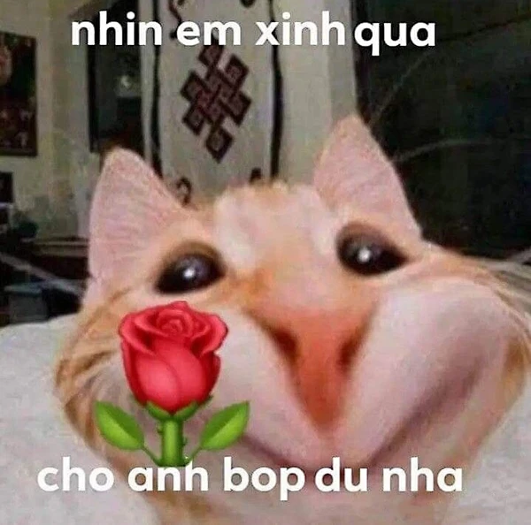 Meme mèo tặng hoa, cười không ngừng