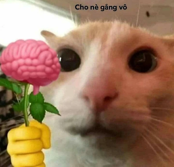 Meme mèo tặng hoa, dễ thương vô đối