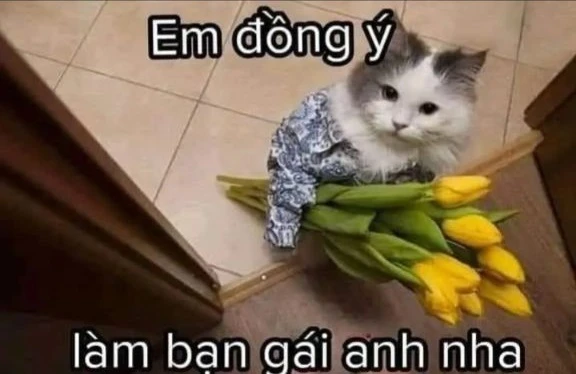 Meme mèo tặng hoa, khiến trái tim rung động