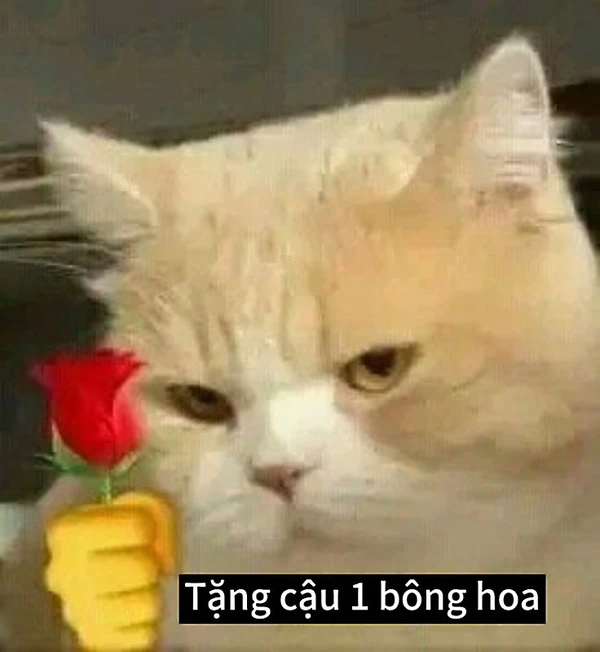 Meme mèo tặng hoa, ngọt ngào từng khoảnh khắc