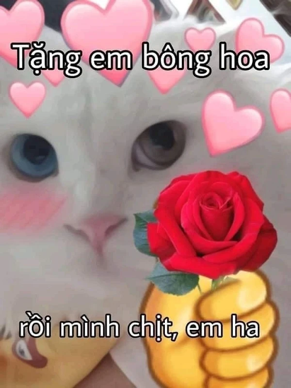 Meme mèo tặng hoa ngọt ngào