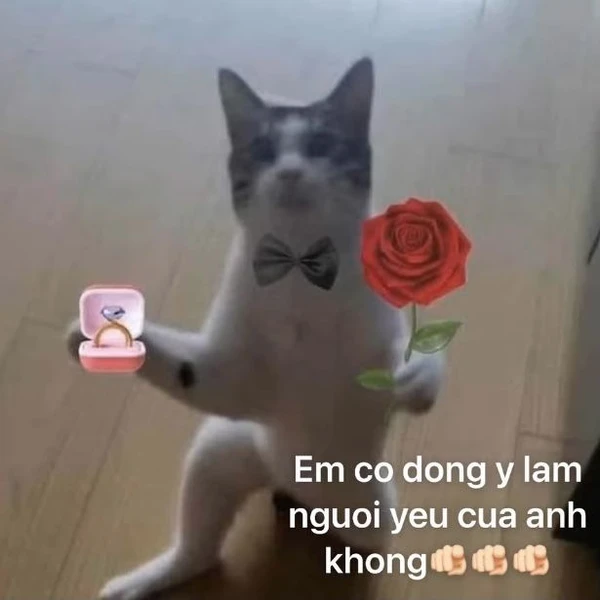 Meme mèo tặng hoa, tình yêu ngọt ngào