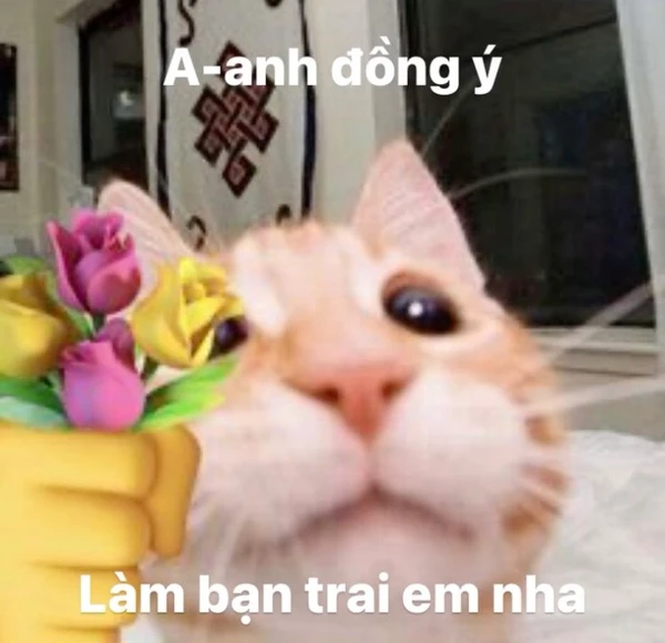 Meme mèo tặng hoa, tình yêu thuần khiết