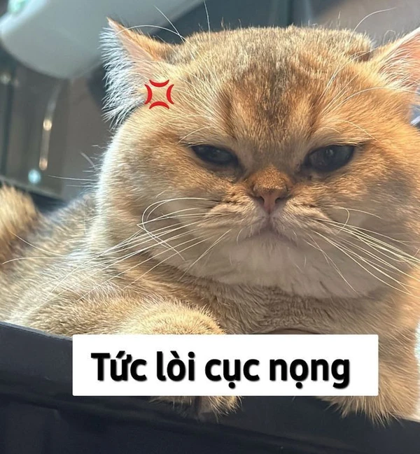 meme mèo tức lòi cục nọng