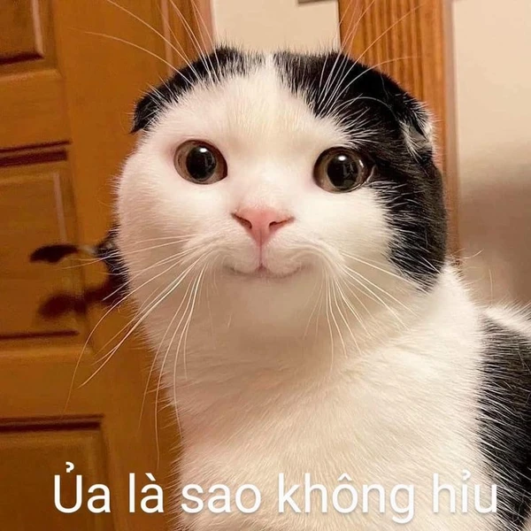 meme mèo ủa là sao không hiểu