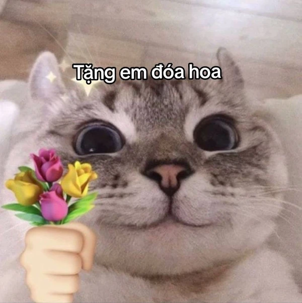 Mèo tặng hoa, có ai yêu chưa