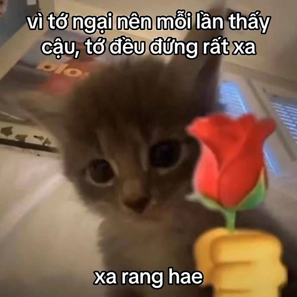 Mèo tặng hoa, như một lời tỏ tình