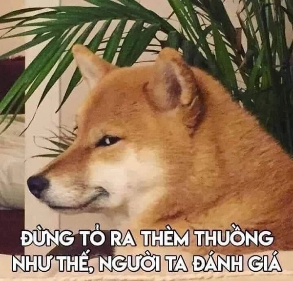 meme-cho-vui-nhon (1)